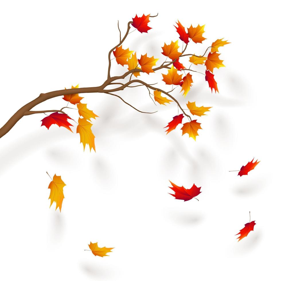 Branch of maple tree, autumn leaf fall. Autumn realistic vector illustration on trancparency background.