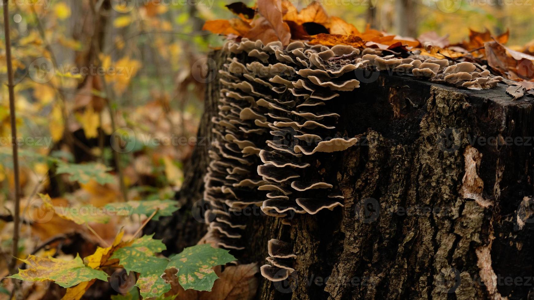 Mushrooms on a large stump in fall forest. Beautiful autumn card for a poster or postcard. The stump is covered mushrooms and autumn leaves. Parasitic mushrooms on trees. photo