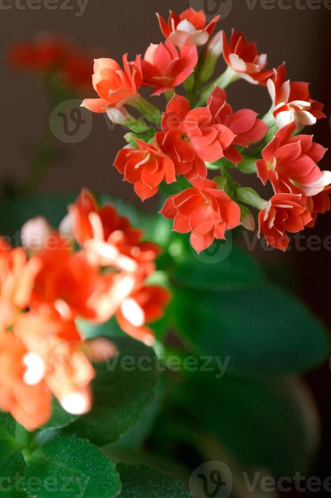 kalanchoe planta con naranja flores, kalanchoe blossfeldiana, en conserva kalanchoe foto