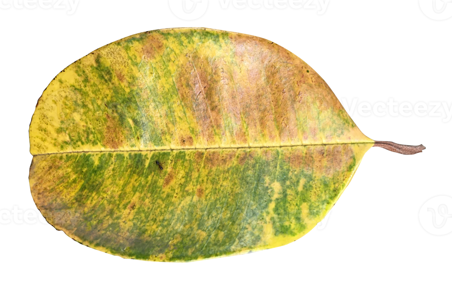 dry leaves on a transparent background png