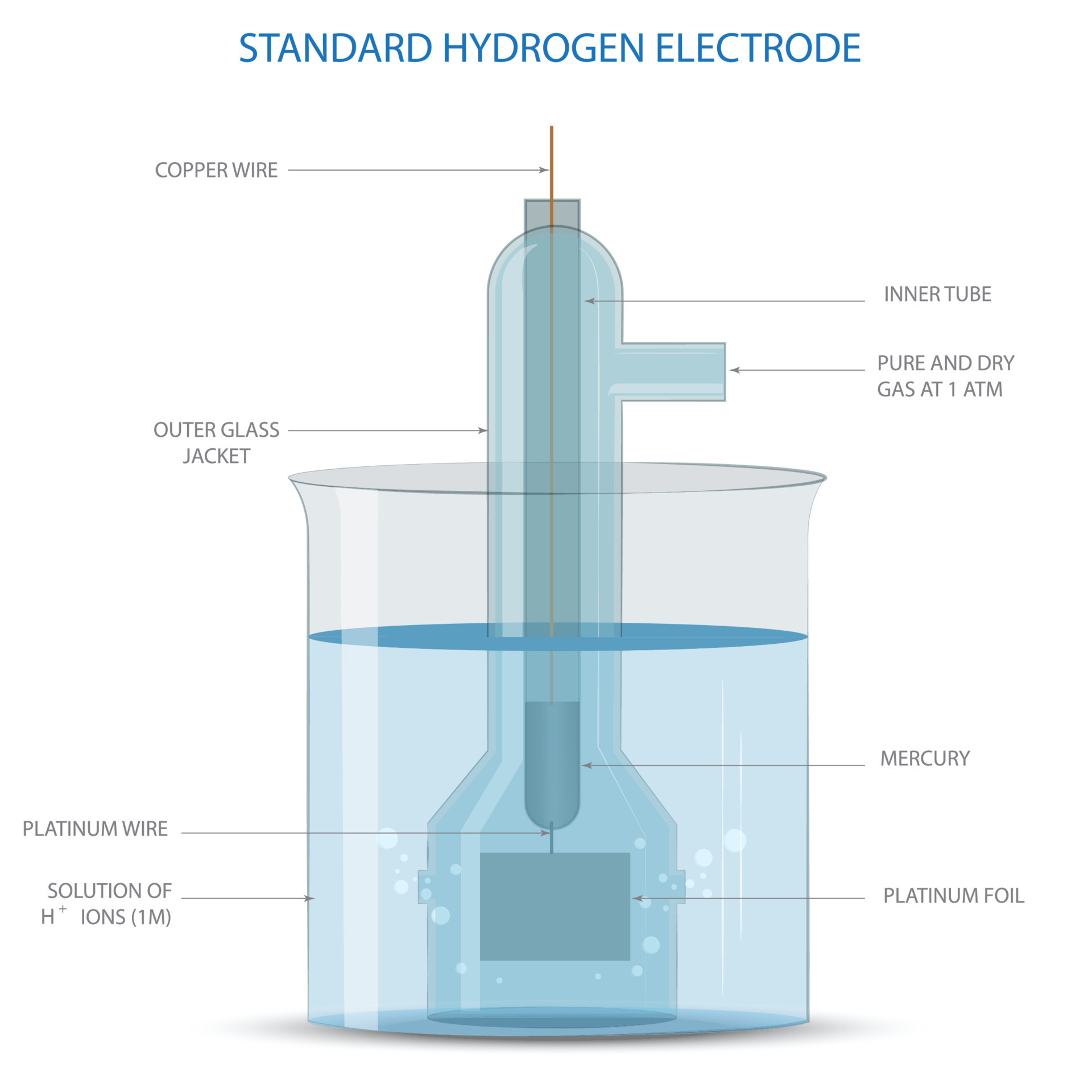 A Standard Hydrogen Electrode SHE is an electrode that scientists use