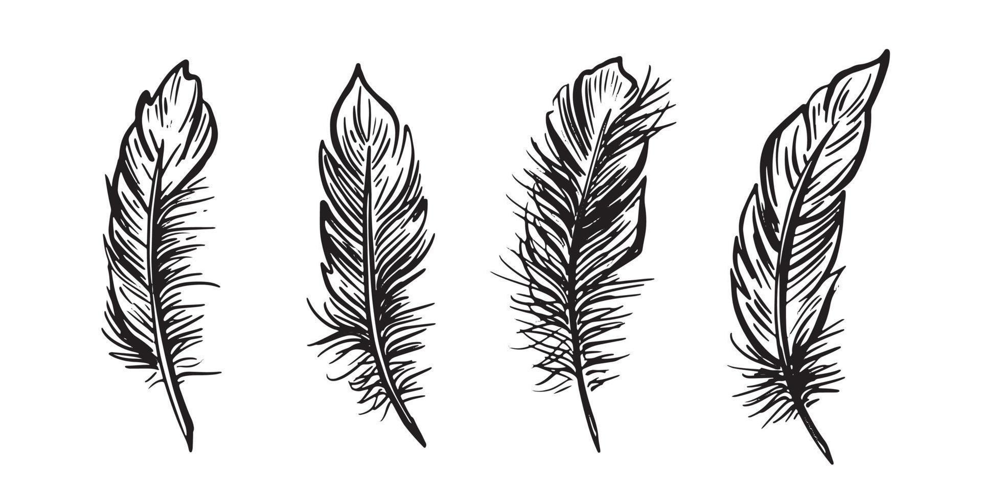 Feather Set hand drawn illustrations. vector