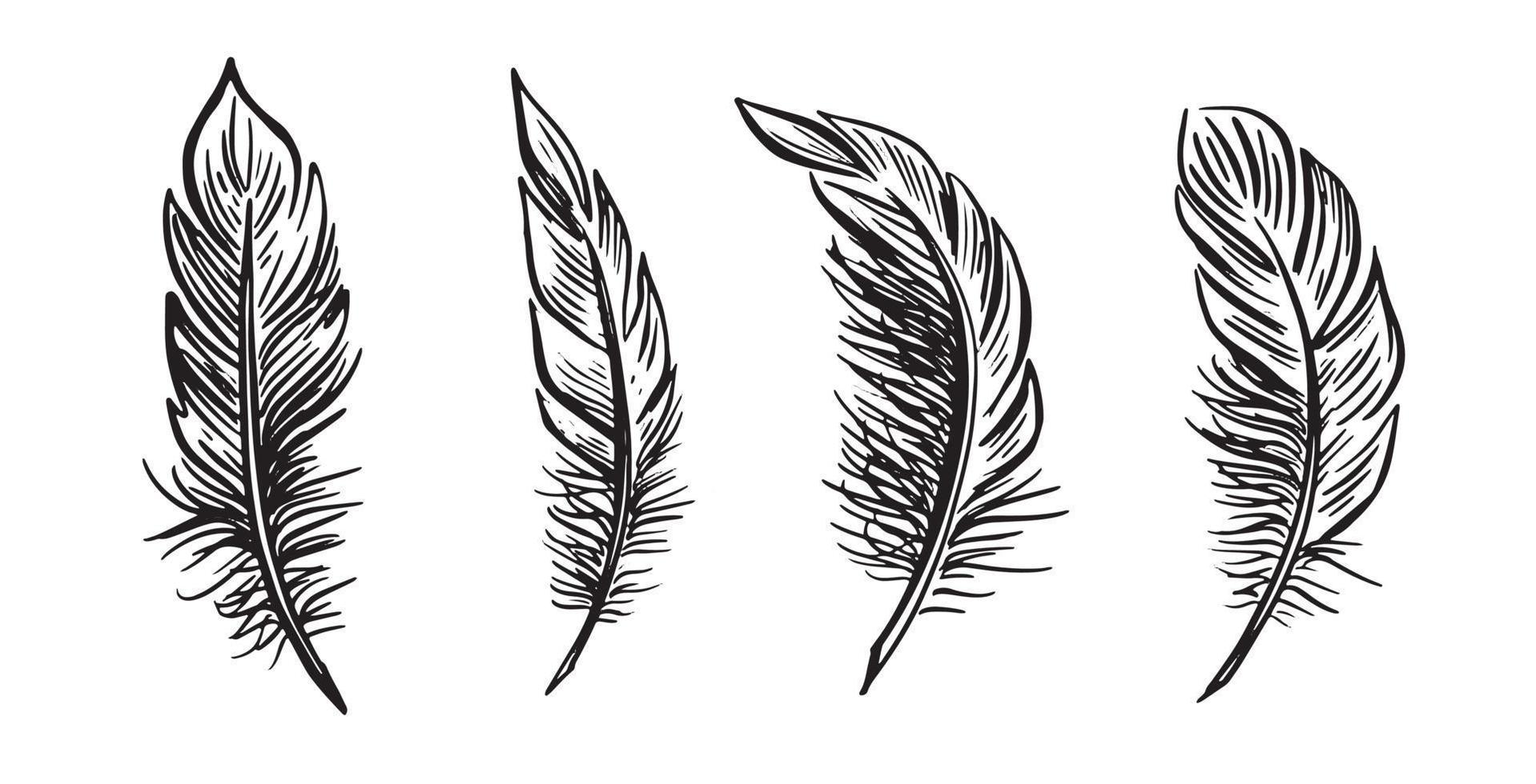 Feather Set hand drawn illustrations. vector