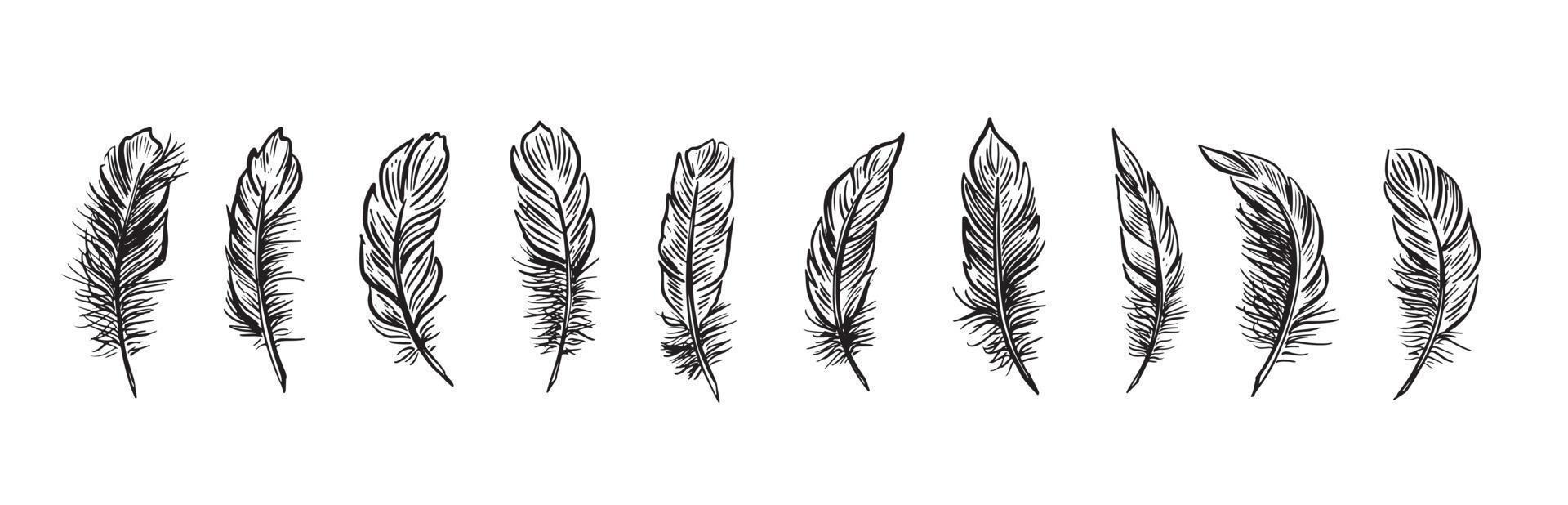 Feather Set hand drawn illustrations. vector