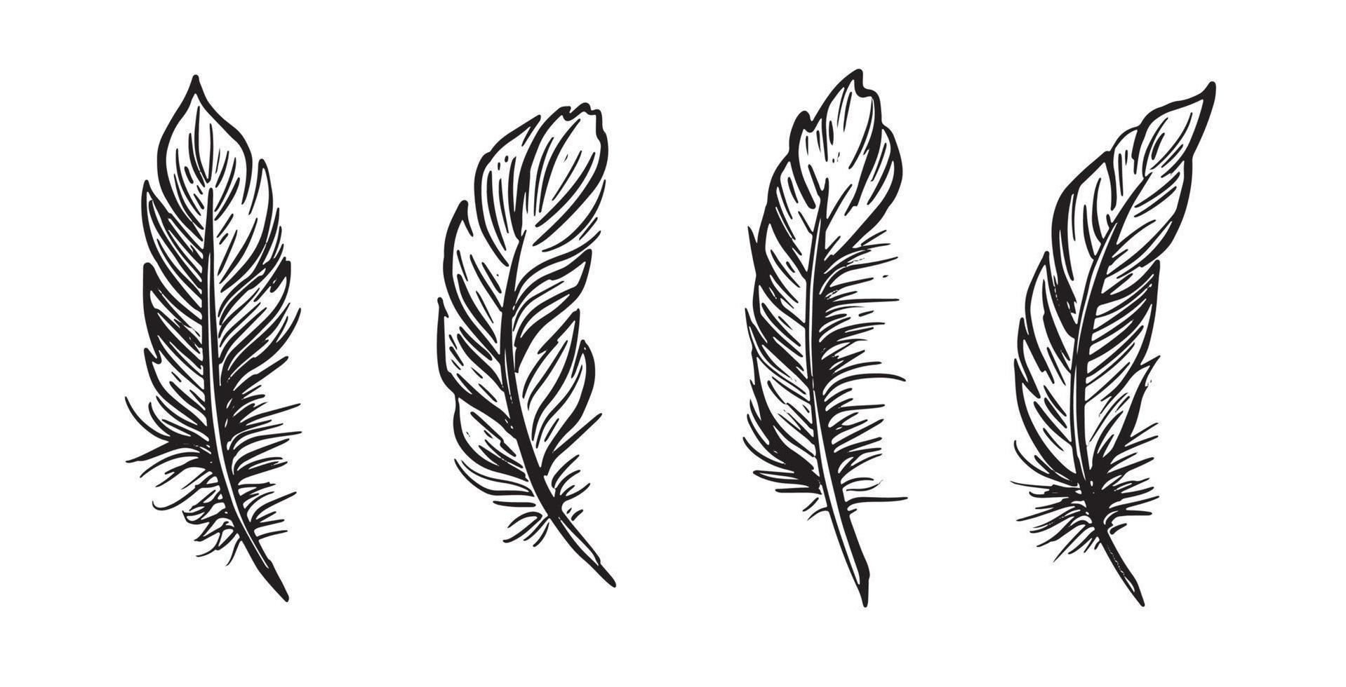 Feather Set hand drawn illustrations. vector