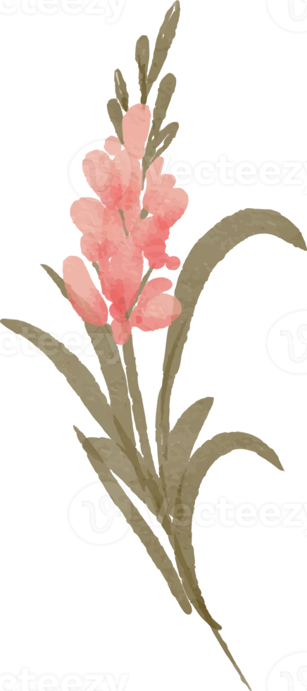 isolated watercolor illustration of peach flower png