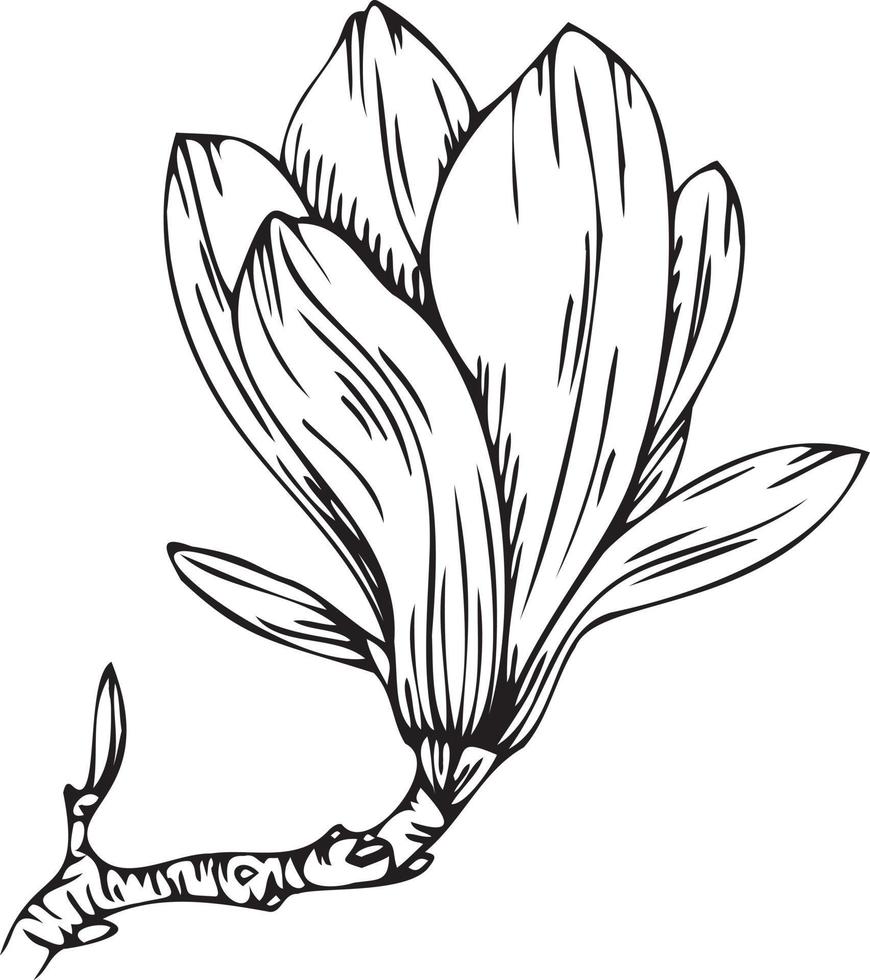 Linear magnolia flower. Hand drawn illustration. vector