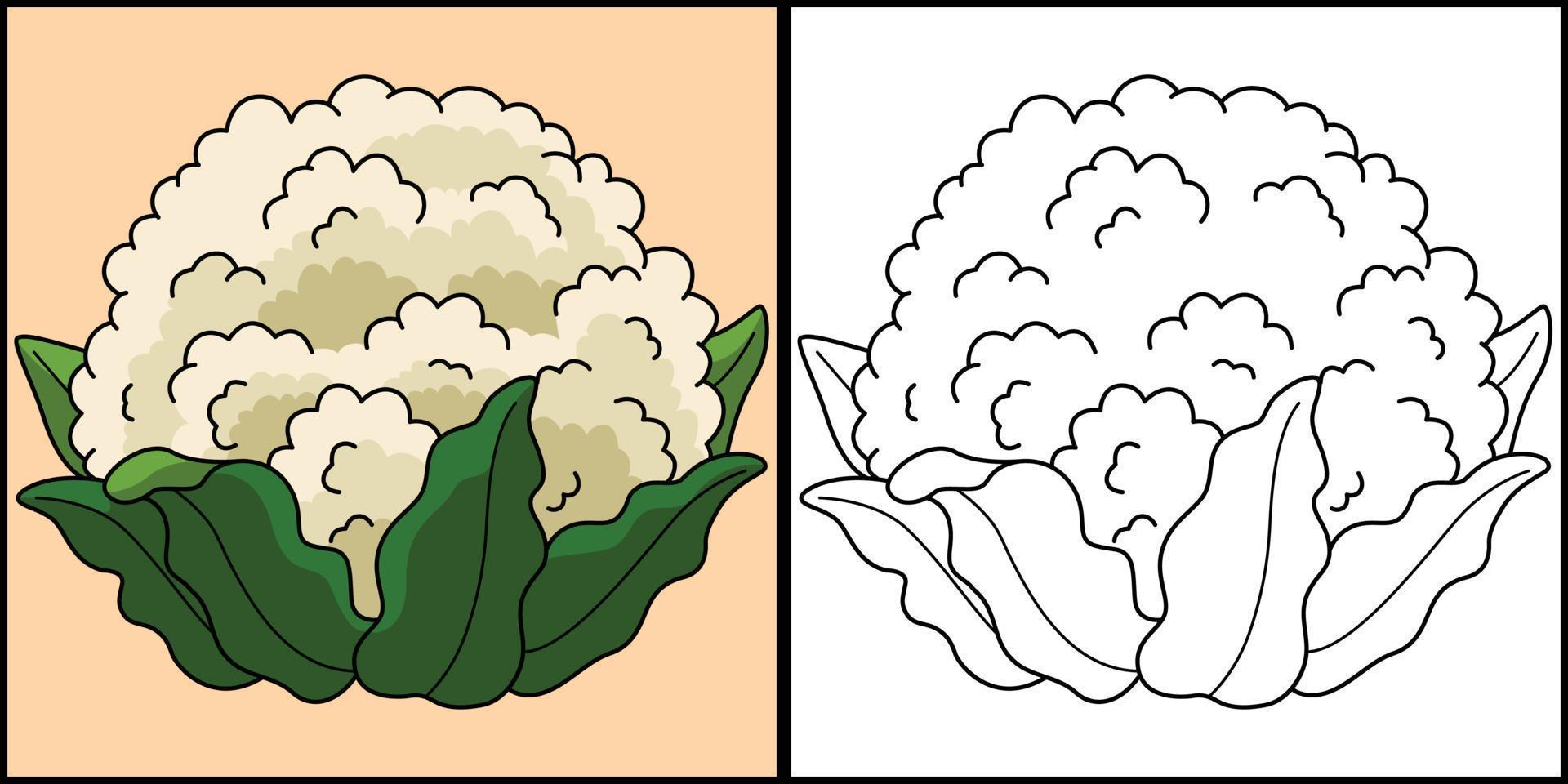 Cauliflower Vegetable Coloring Page Illustration vector