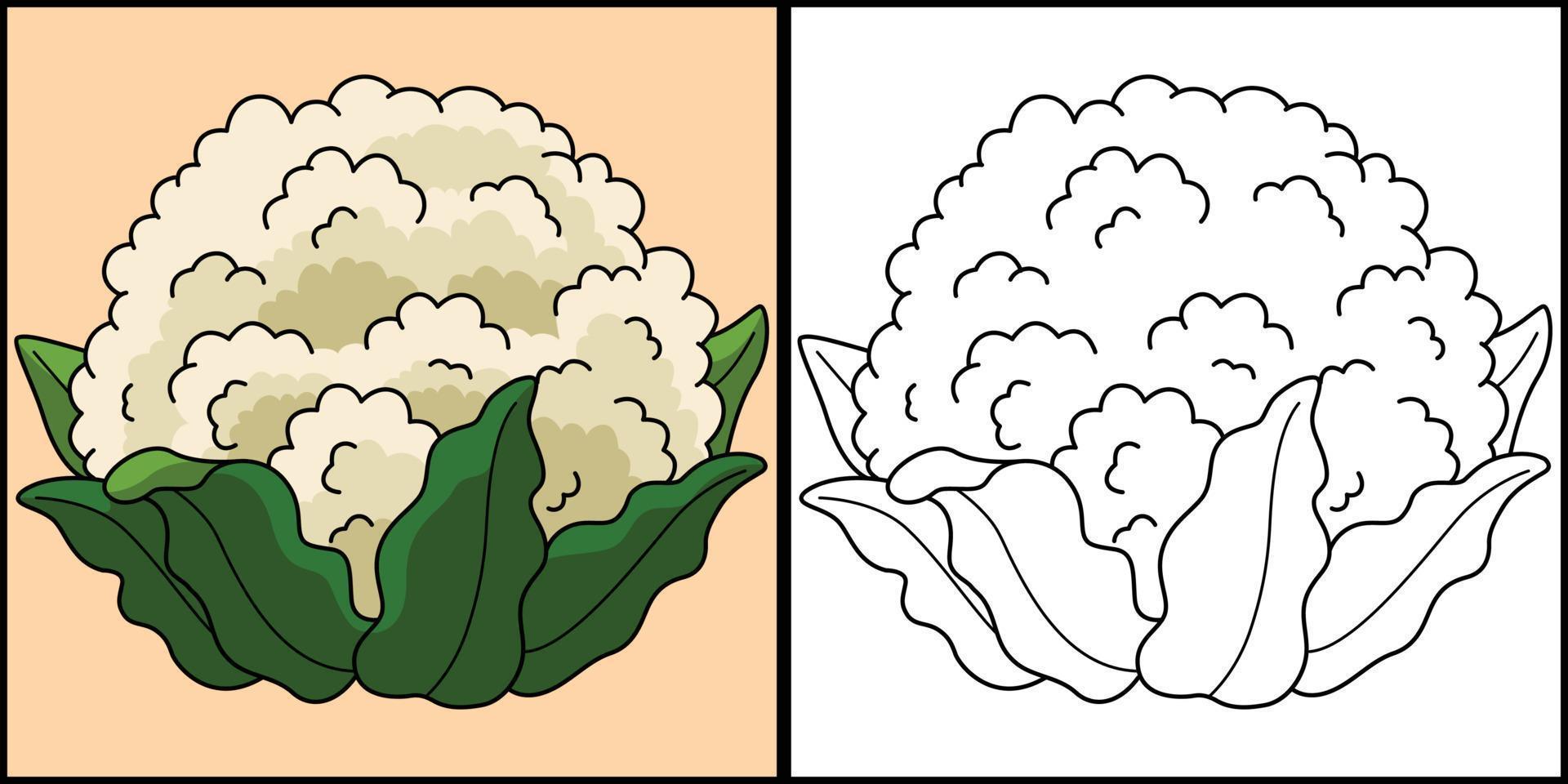 coliflor vegetal colorante página ilustración vector