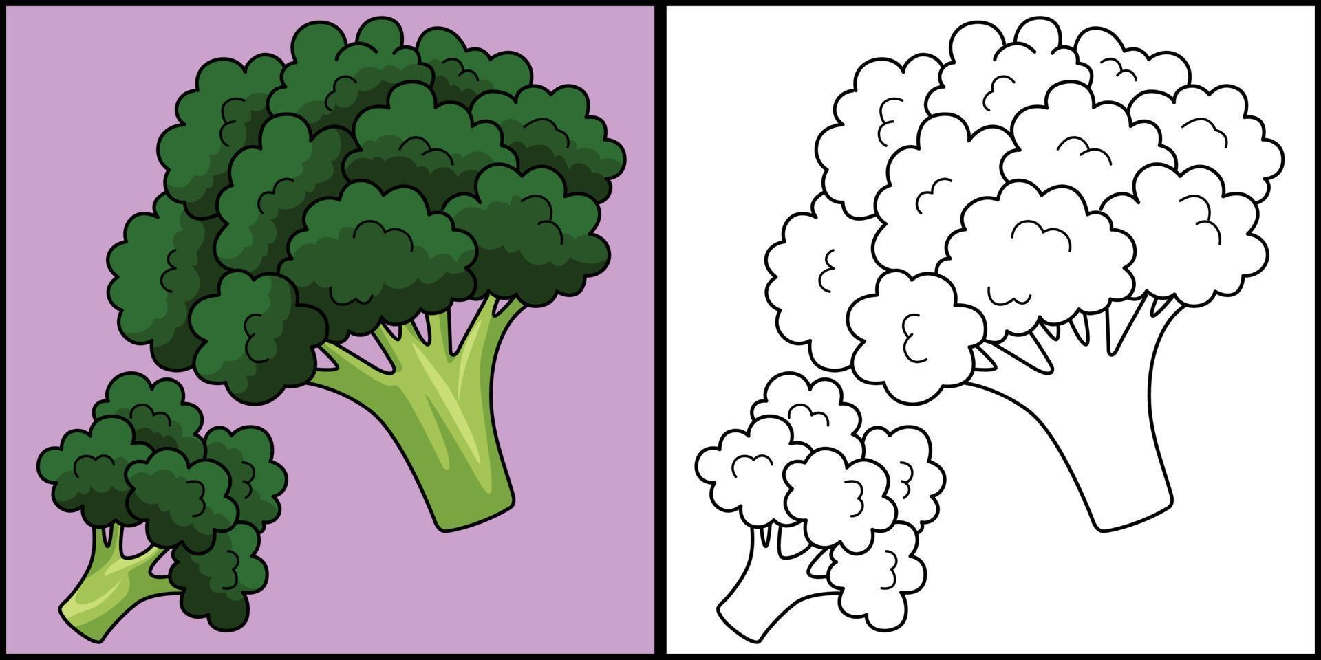 Broccoli Vegetable Coloring Page Illustration vector