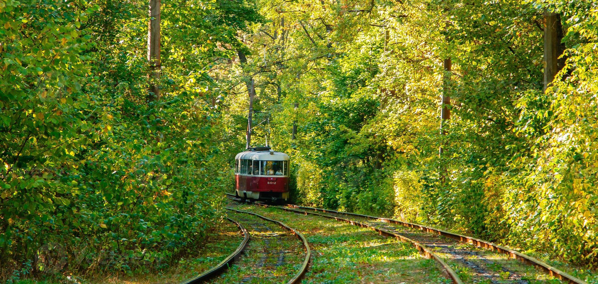 Tram and tram rails in colorful forest photo