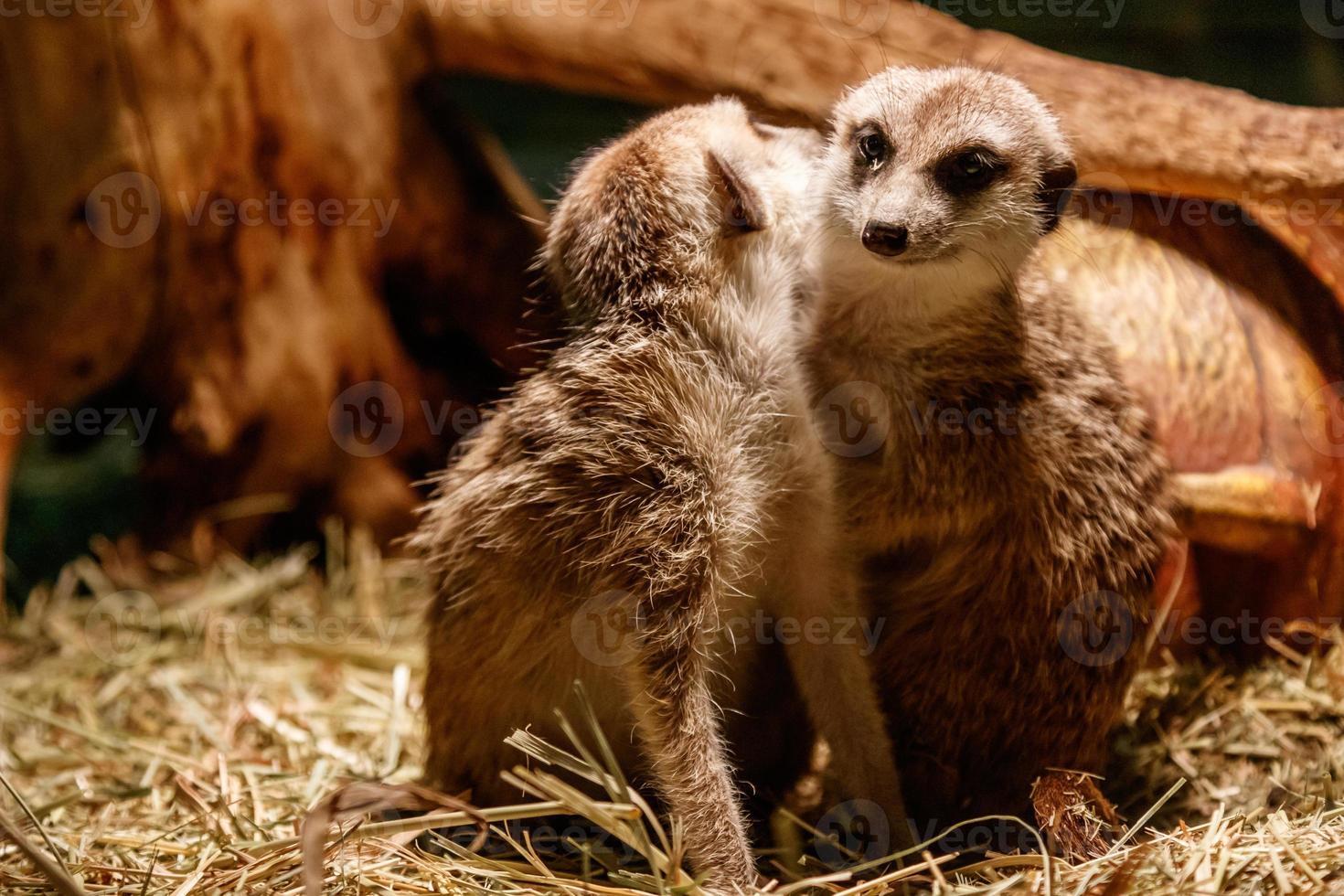 Beautiful meerkats are played photo