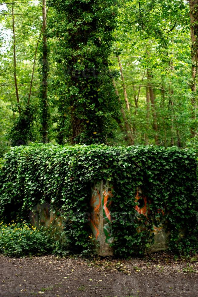 hormigón estructura en el bosque foto