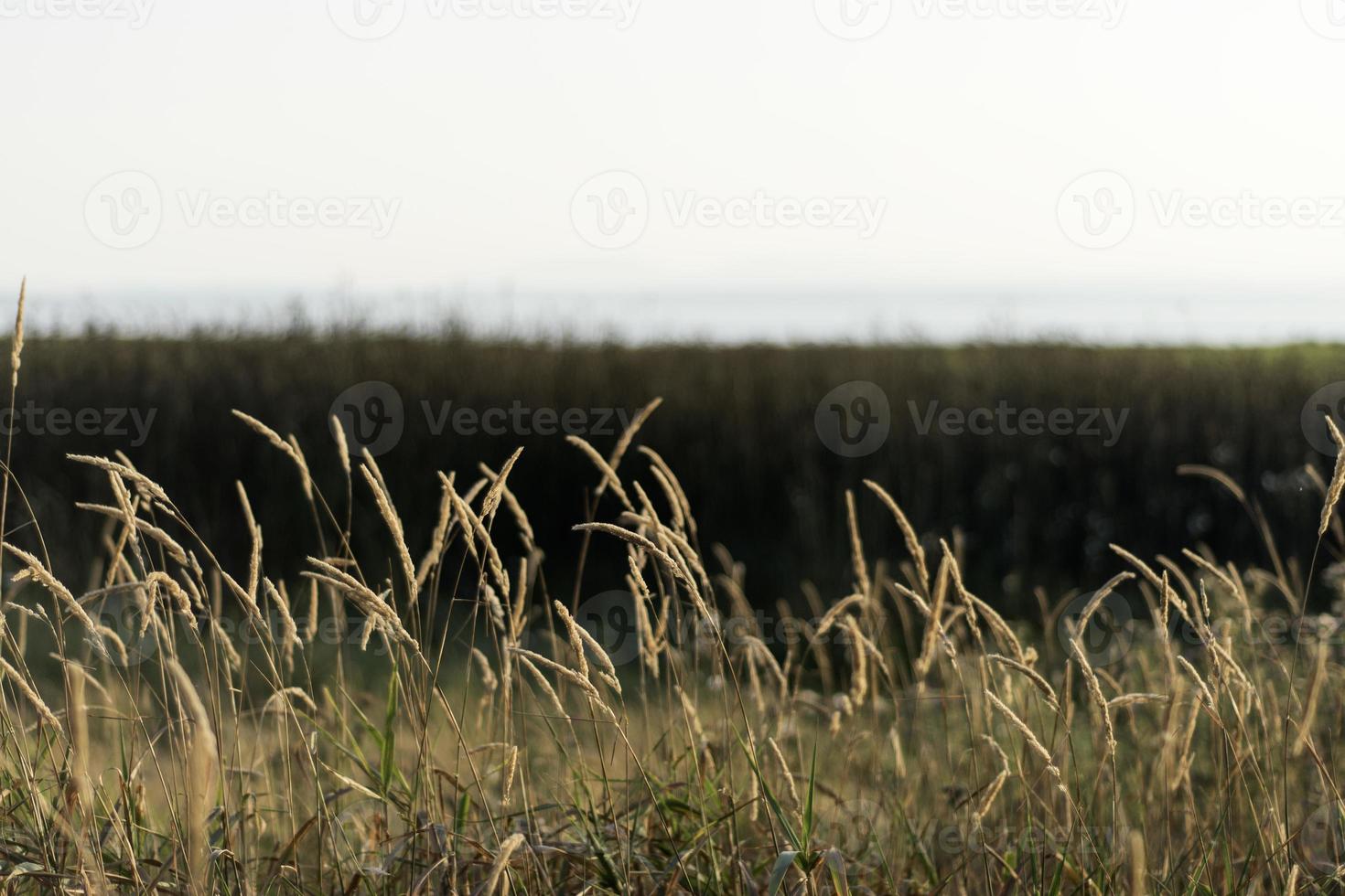 Layers of grass photo