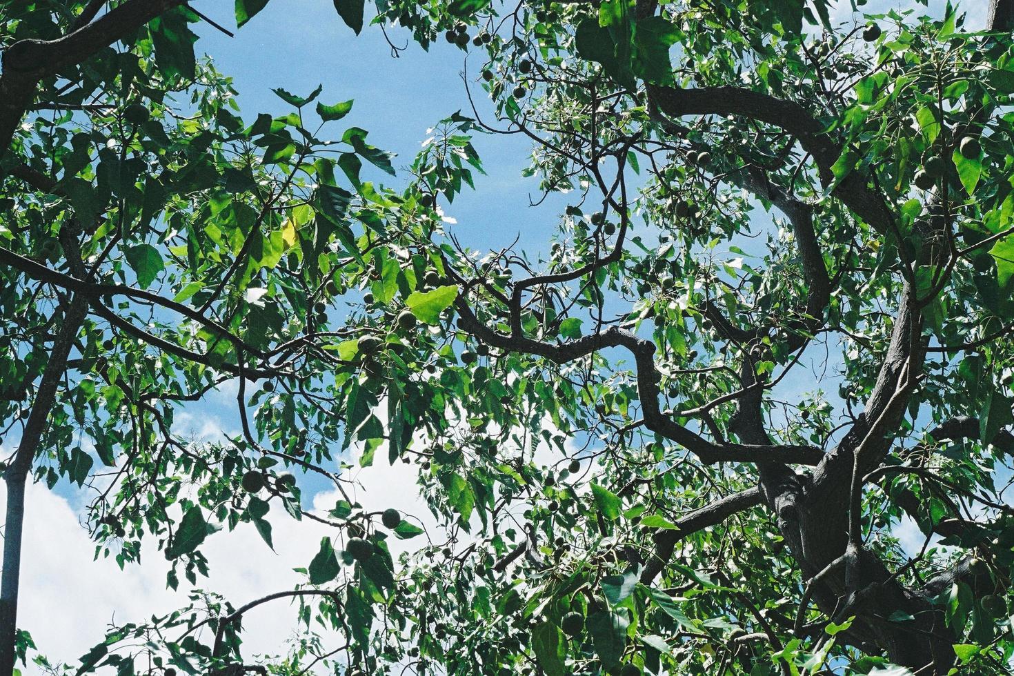 Diamond Head Crater Trees photo