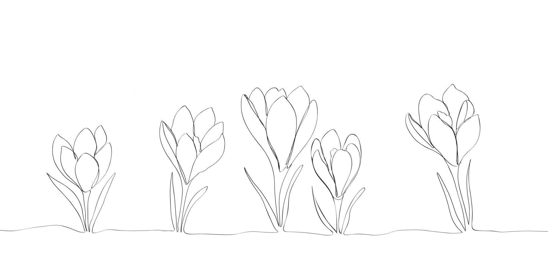 Crocus or saffron flowers drawn by lines. Outline flowers for invitations or spring design vector