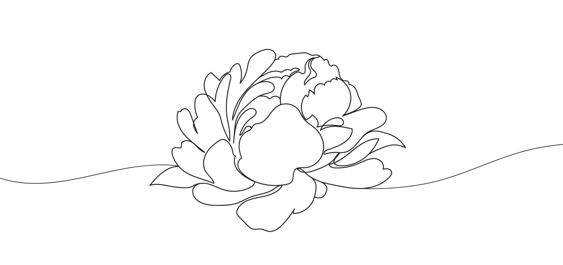 Single line Peony flower vector illustration. Beautiful line art for print. Minimalist style elegant drawing