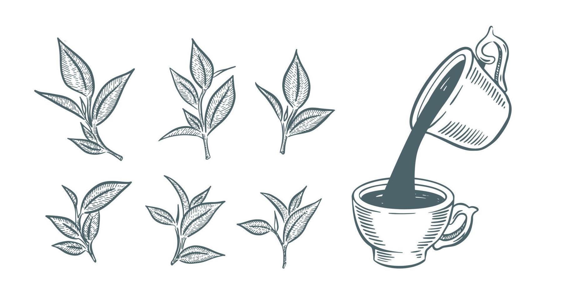 Green Tea Cup, hand drawn, drawing isolated on white 21969597 Vector
