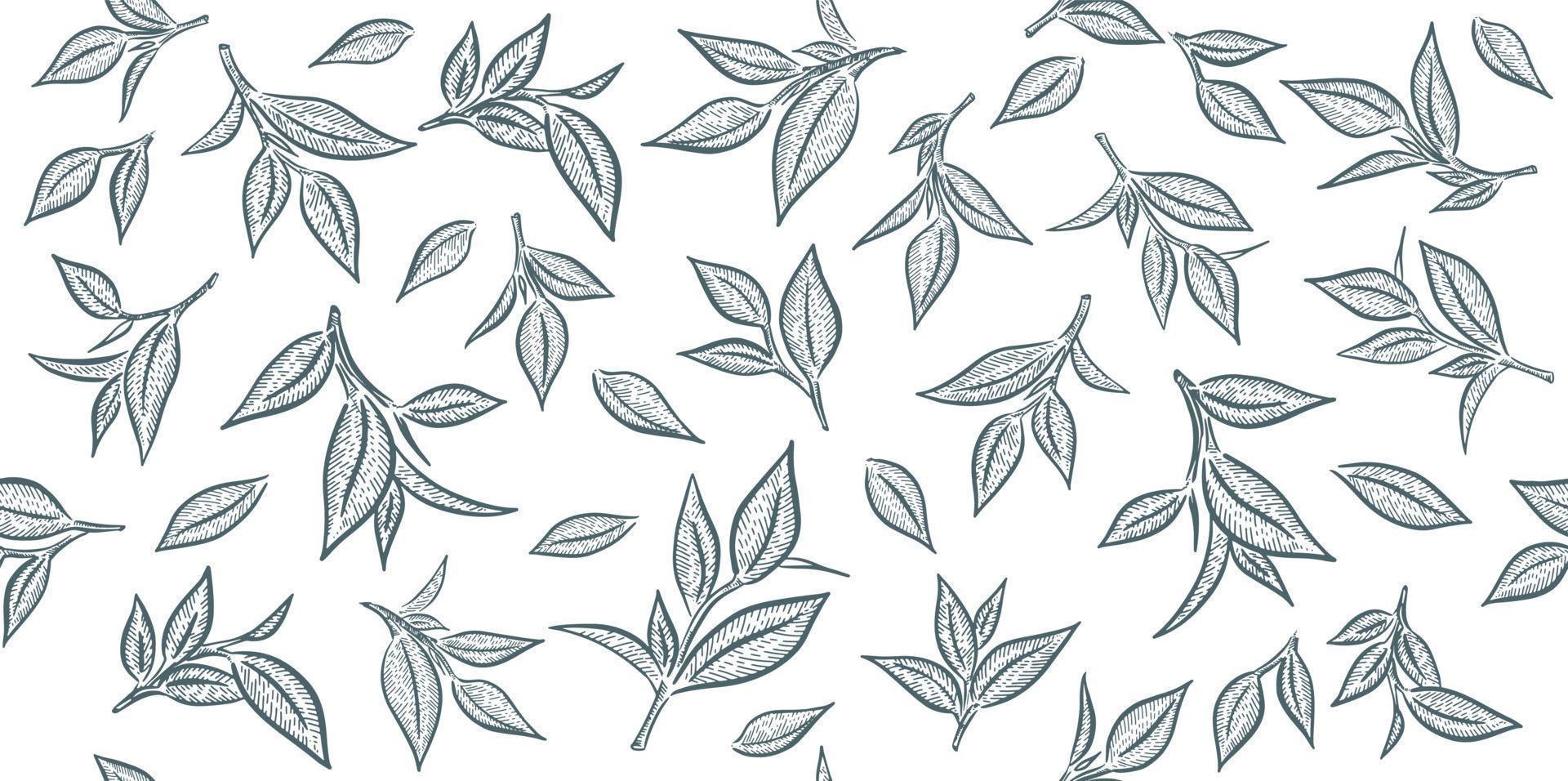 Green tea leaves. Hand drawn, vector. vector