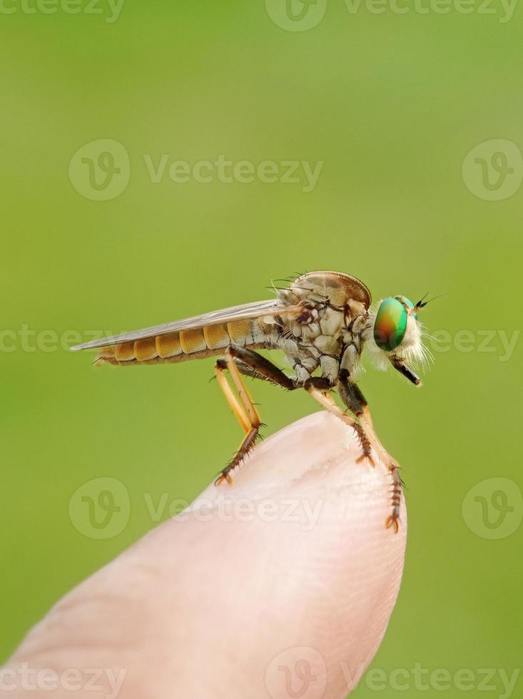 A robberfly insect stay on a finger with blurred background. Macro insect. Macro shoot. photo