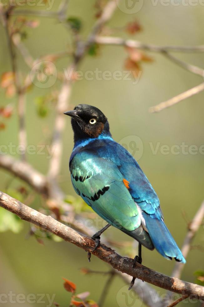 A Superb starling sitting in a tree poses for his bird portrait. photo