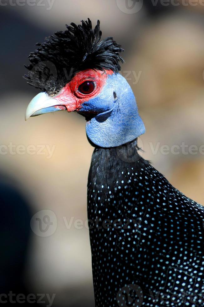 This Kenya Crested Guinea fowl is a bird that resembles a chicken spending most of its time on the ground. photo