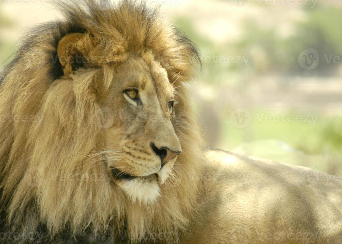 A mature male lion is gazing into the distance while lying in the shade. photo