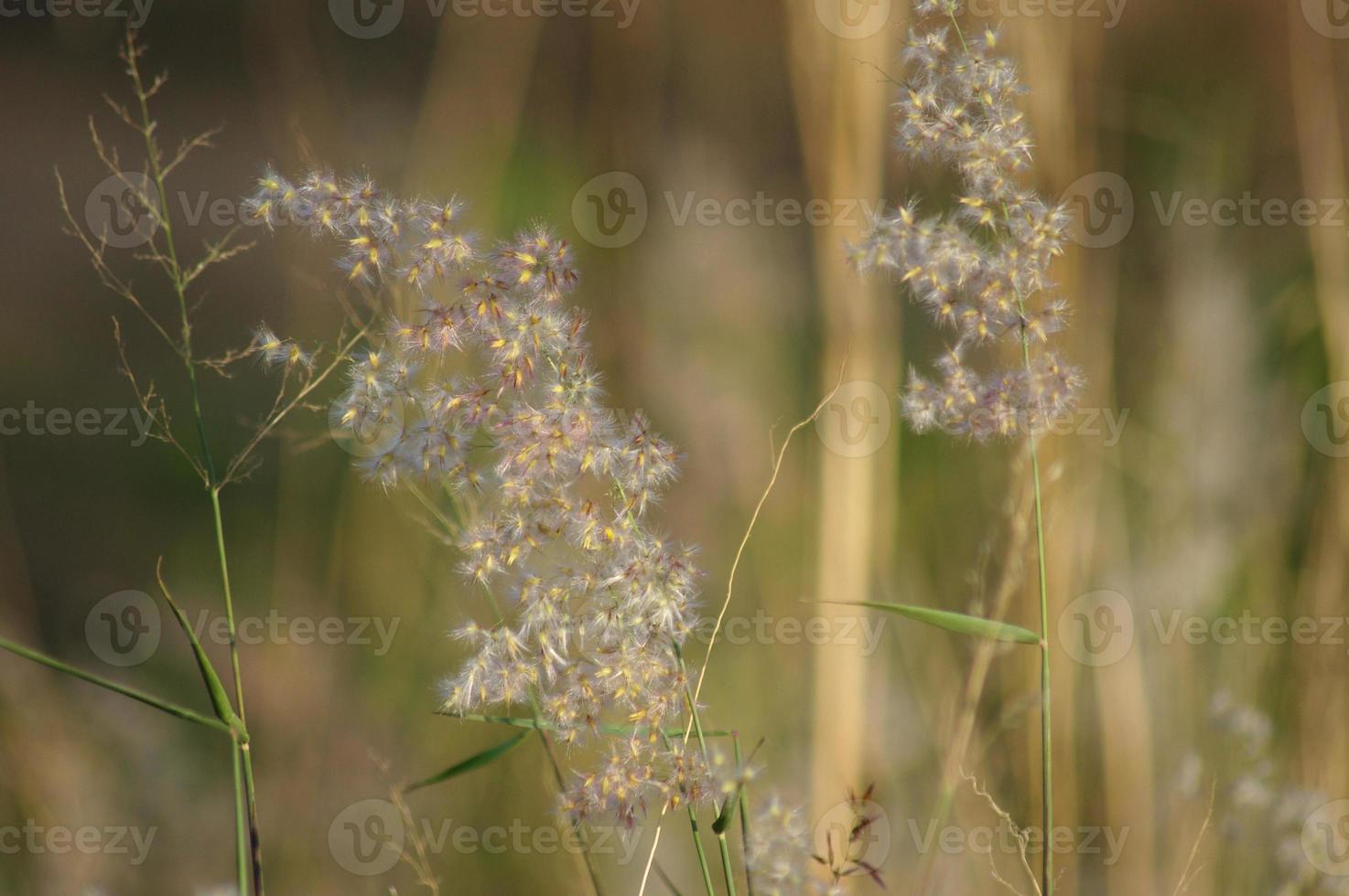 Grass flowers in nature that look harmonious. photo