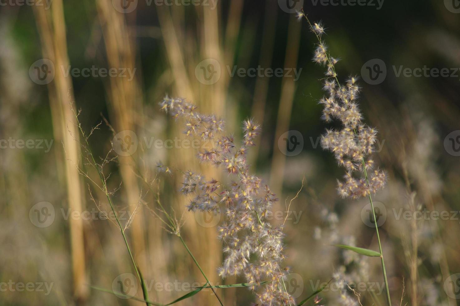 Grass flowers in nature that look harmonious. photo