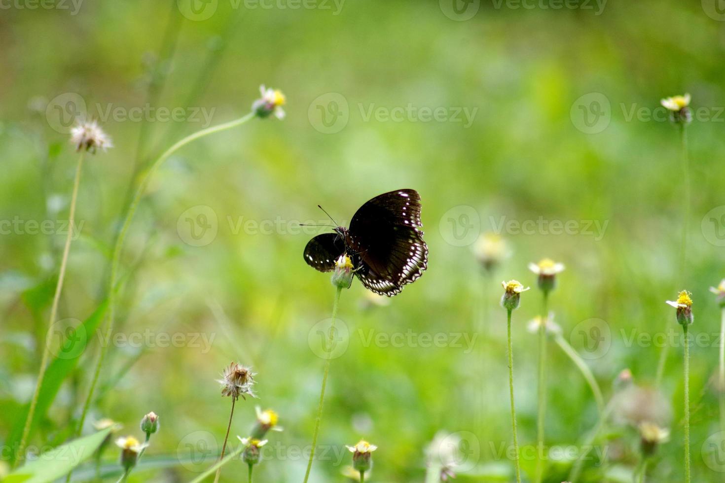 black butterfly against the meadow photo