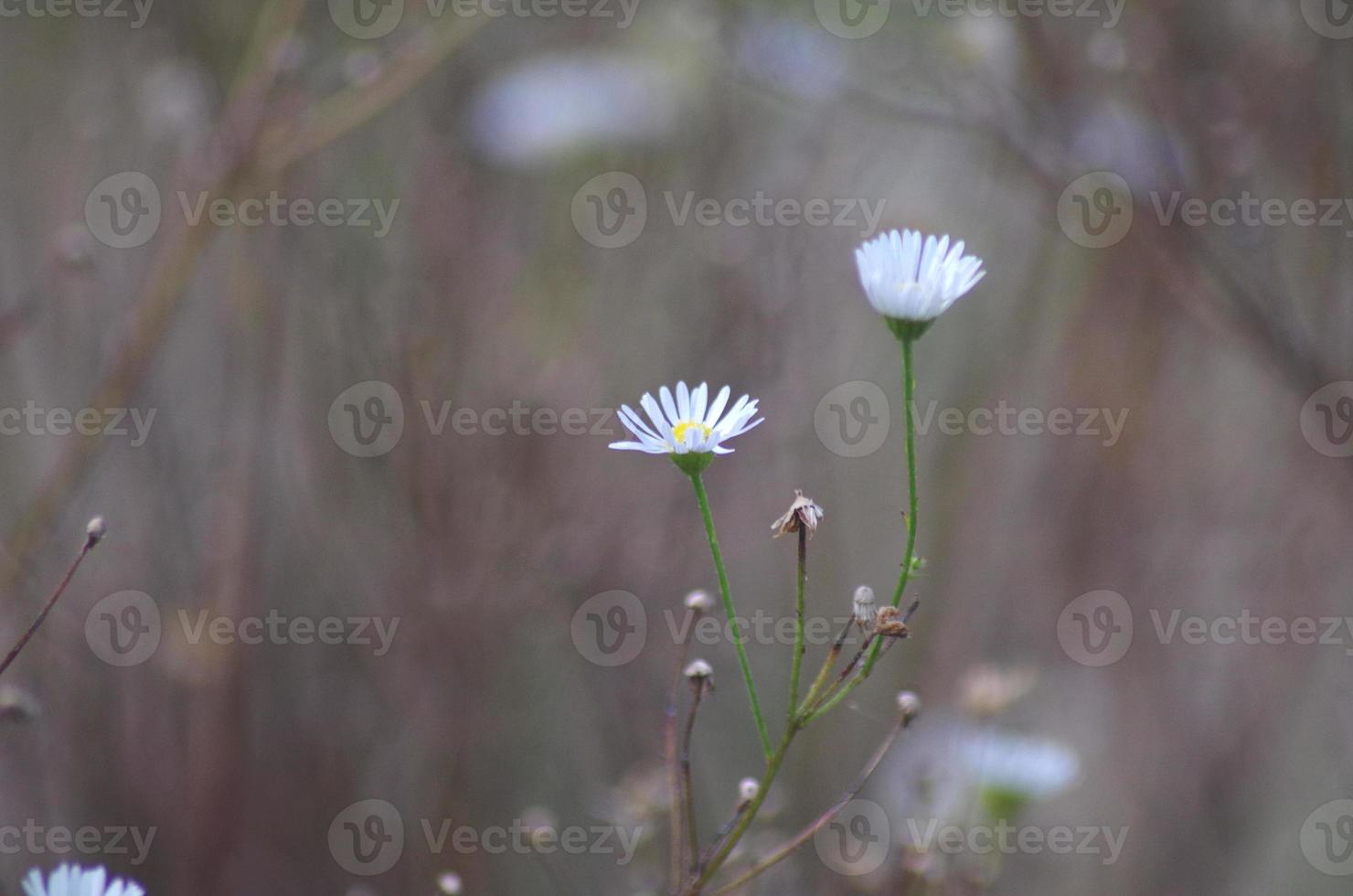 white grass flowers along the road Against the brown dissolving background, it looks gloomy. photo