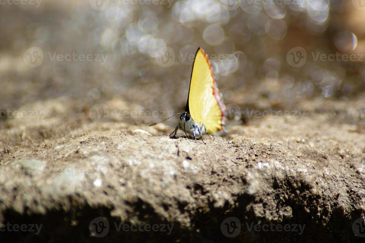 natural butterfly in the waterfall The midday sun creates a beautiful background bokeh. photo