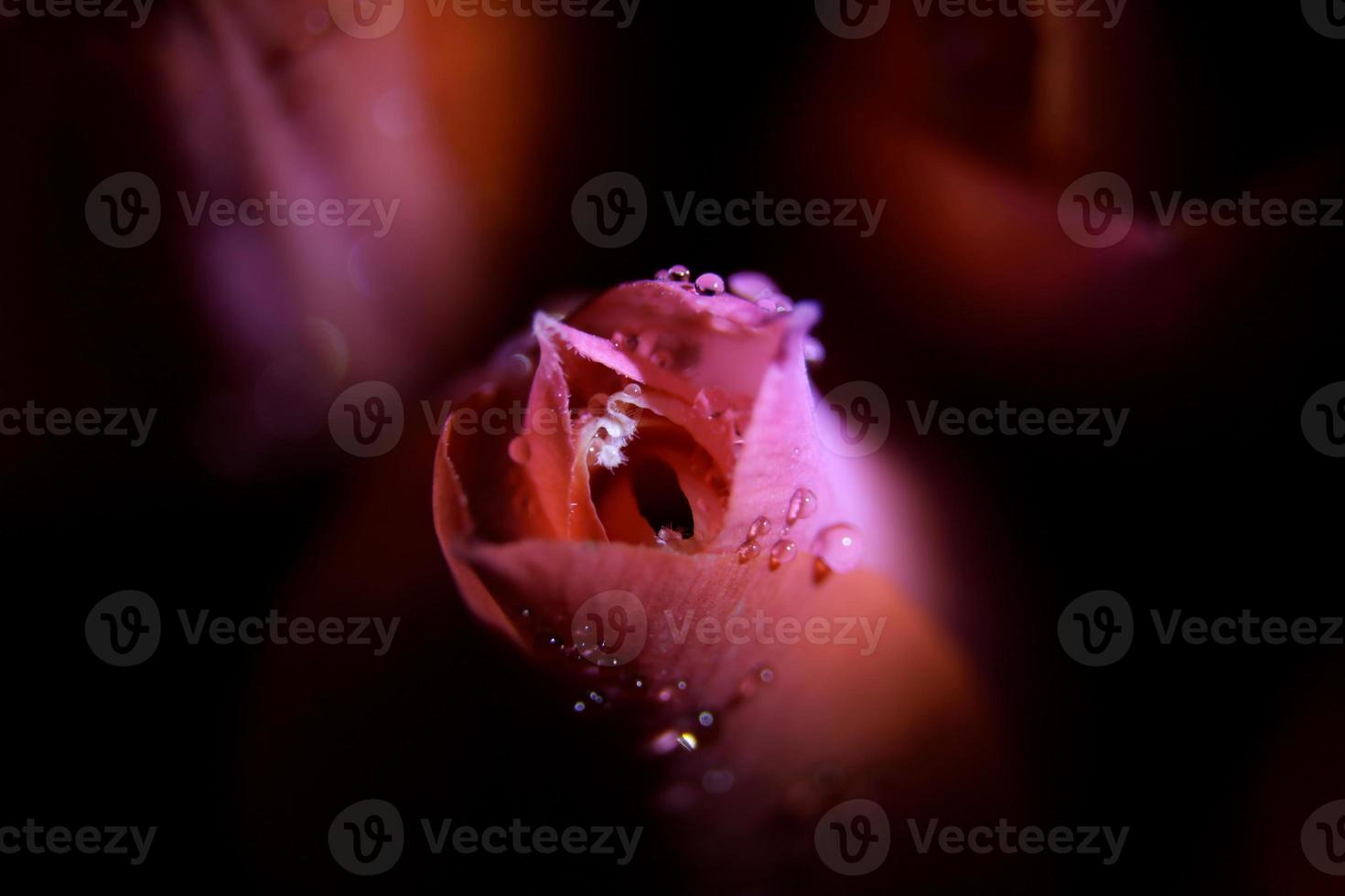 A pink macro rose with dew drops in the dark background. Macro rose with dew. photo