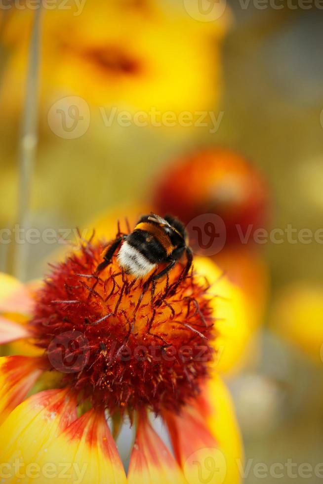 un abejorro en un flor con un amarillo antecedentes. un abejorro coleccionar polen desde un flor. foto