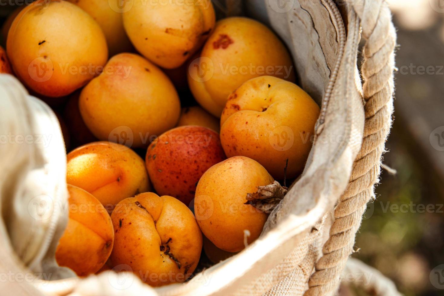 A basket of apricots. Summer photo of basket full of apricots.