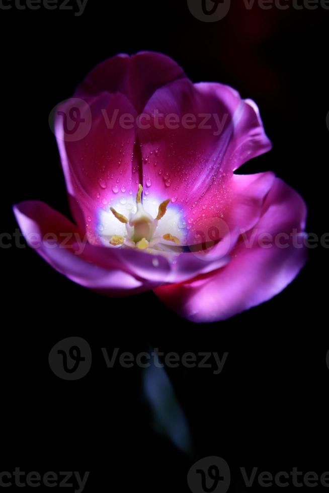 un rosado tulipán con agua gotas en él. macro tulipán, llave ligero. foto