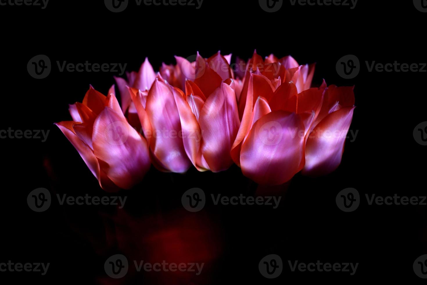 A bunch of pink tulips. A bouquet of tulips on the dark background. photo