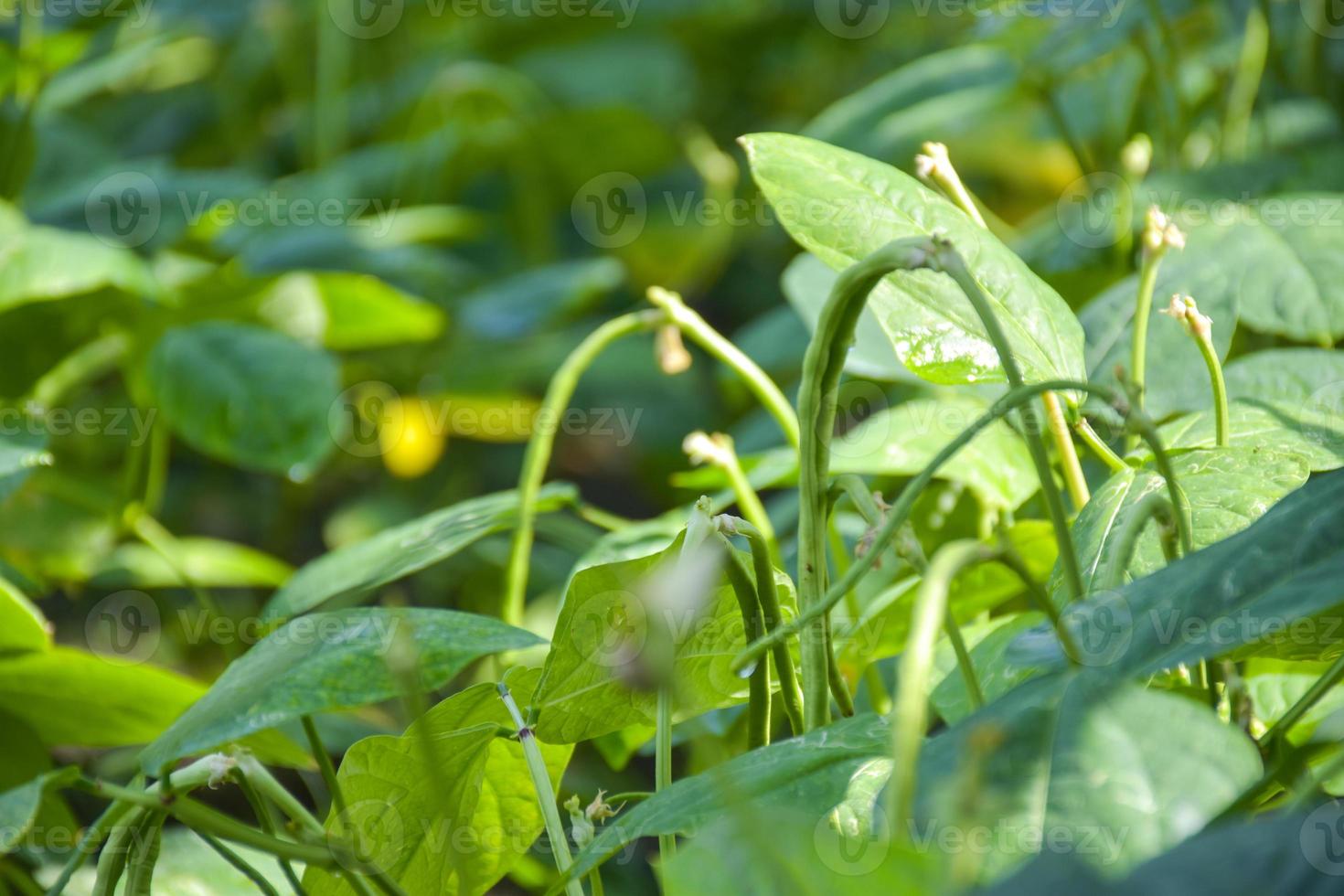 Plot of yard long beans in  garden photo