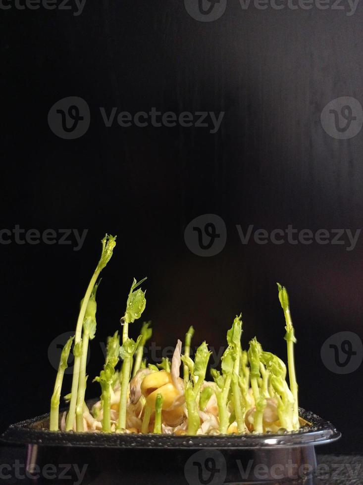Green pea sprouts photo