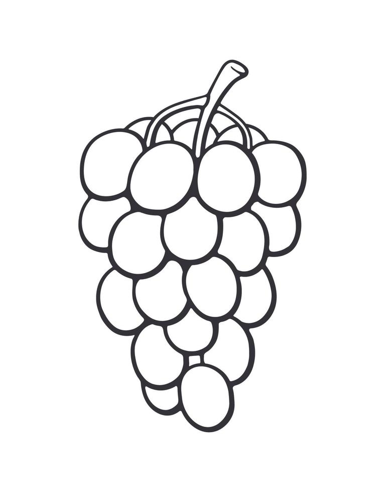 Outline doodle of a bunch of grapes with oval berries vector