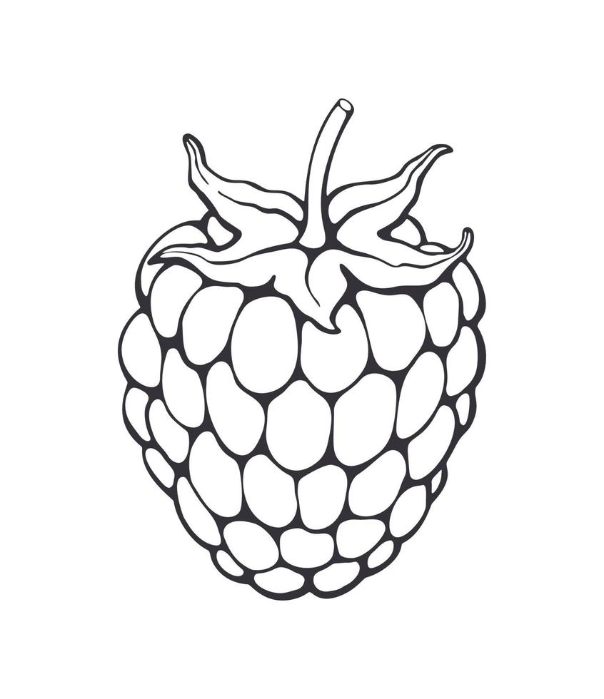 Hand drawn outline doodle of blackberry or raspberry fruit with stem. Healthy diet and vegetarian food vector