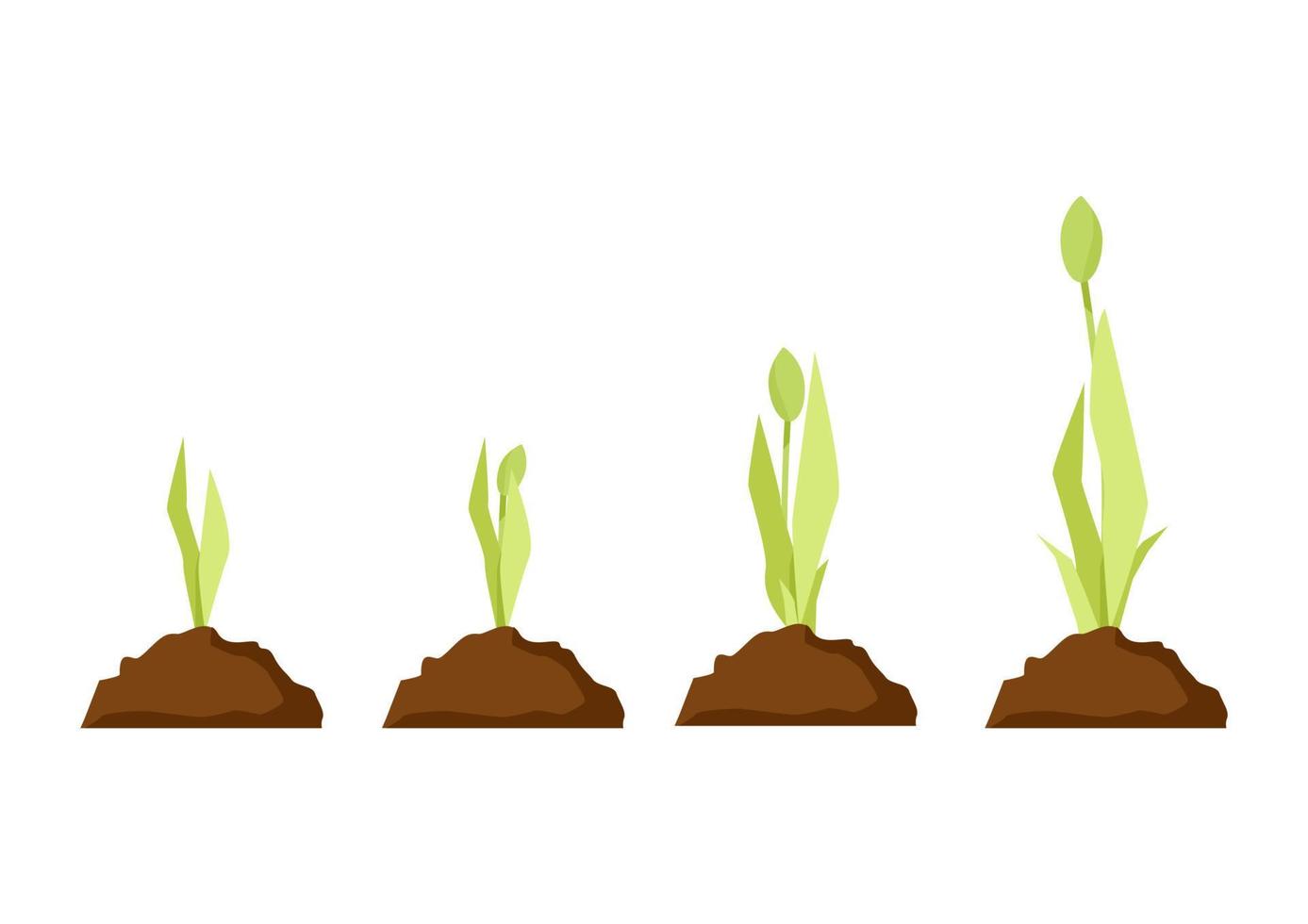 Tulip growth stages in the ground from a sprout vector