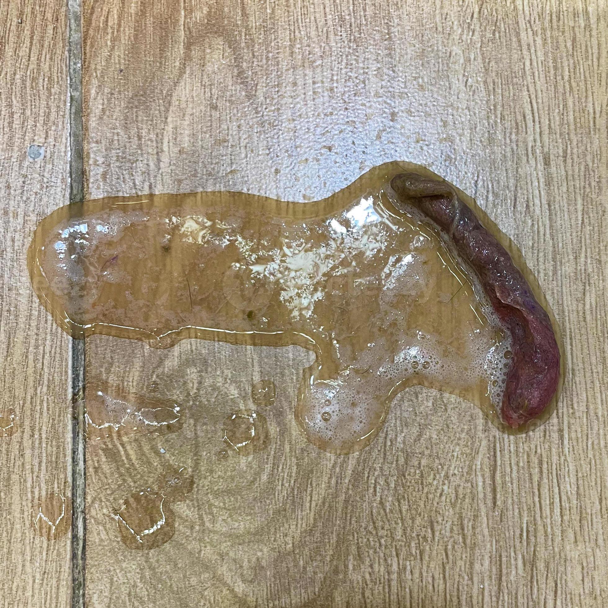 Close up of fresh cat vomit big hairball on wooden surface. Cat