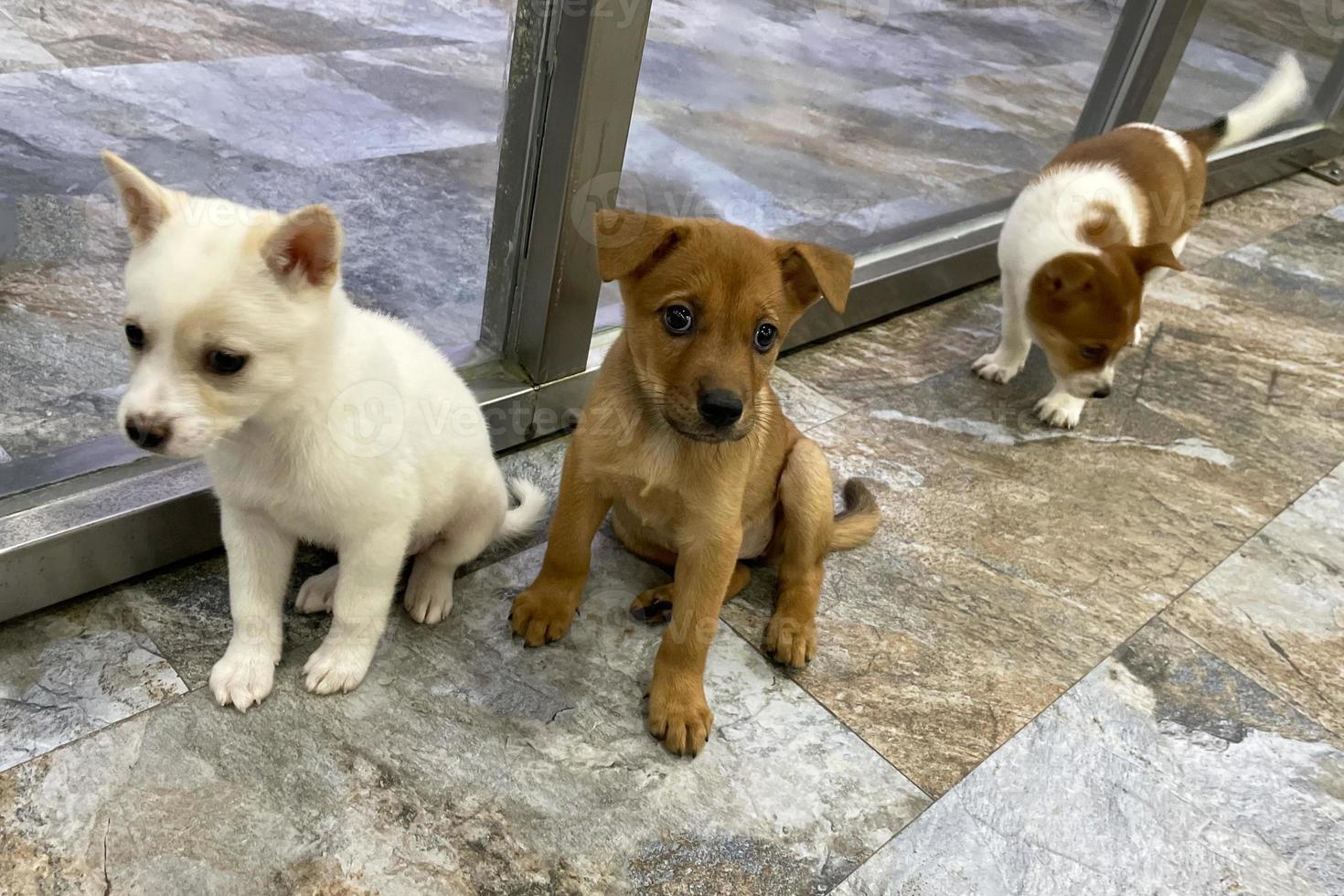 contento joven Pareja a perro abrigo adoptando un perro. pequeño perrito a el abrigo mira con esperanza. tomar a mí, soy el mejor. perrito arriba para adopción foto