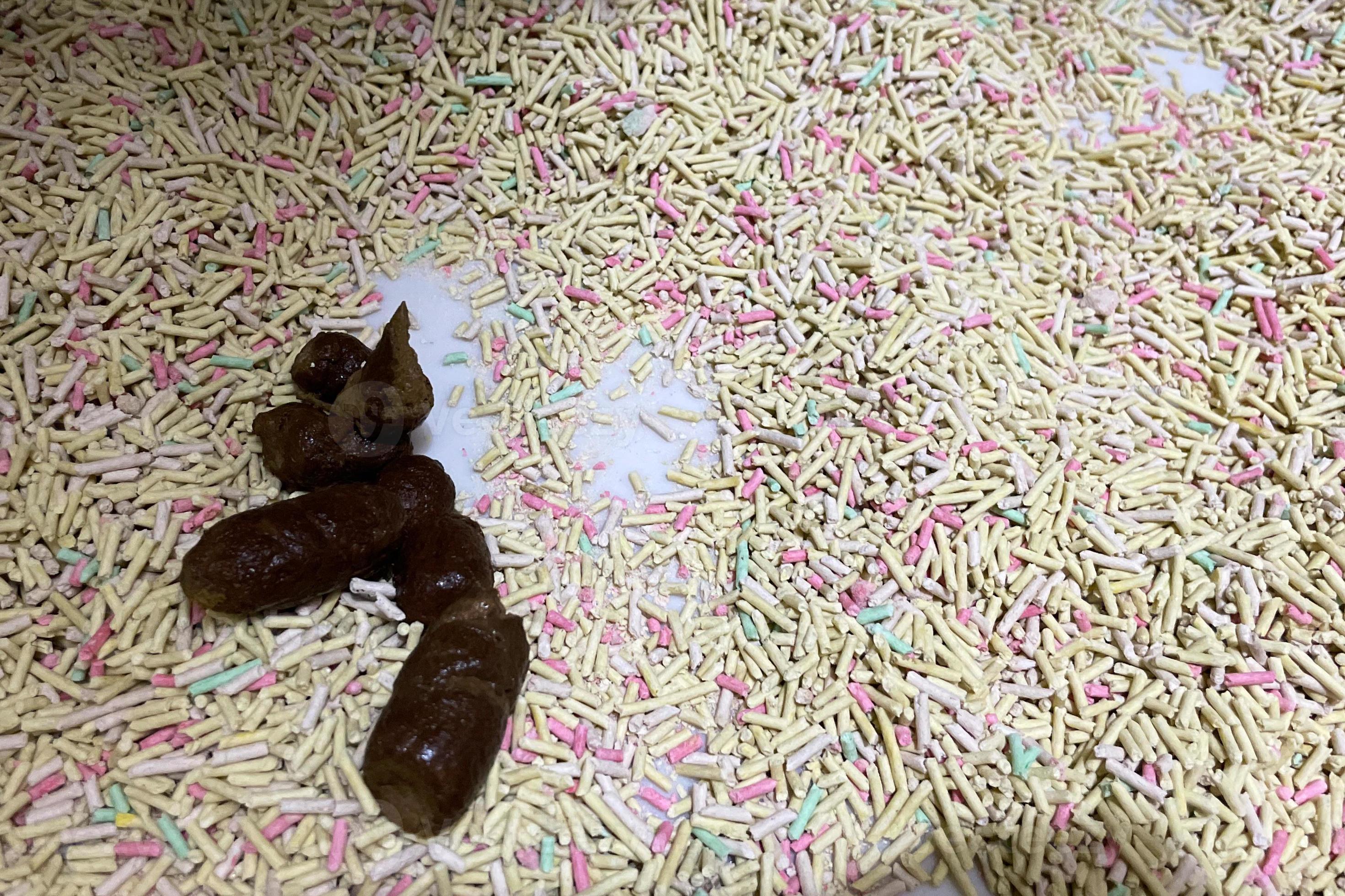 Cat shit cleaning the toilet sand cat, Photo for clean the kitten shit