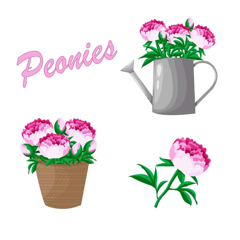 conjunto de peonías elementos. peonías en un cesta, en riego poder. mano dibujado, vector botánico flora para decoración, Boda invitación, patrones, fondos de pantalla, tela, envase papel. vector ilustración