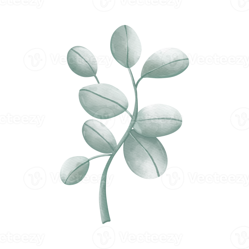 acuarela verde hoja sucursales, eucalipto, aceituna, verde hojas png