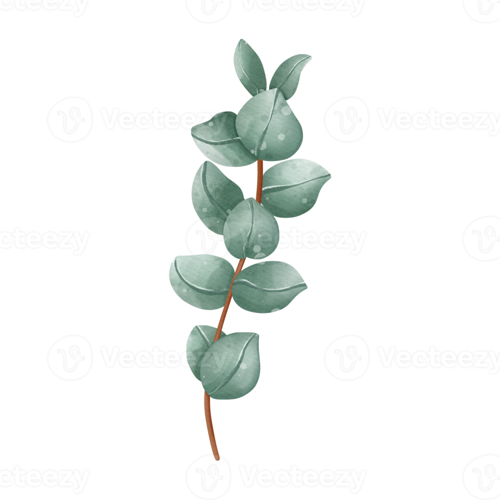 aquarelle vert feuille branches, eucalyptus, olive, vert feuilles png