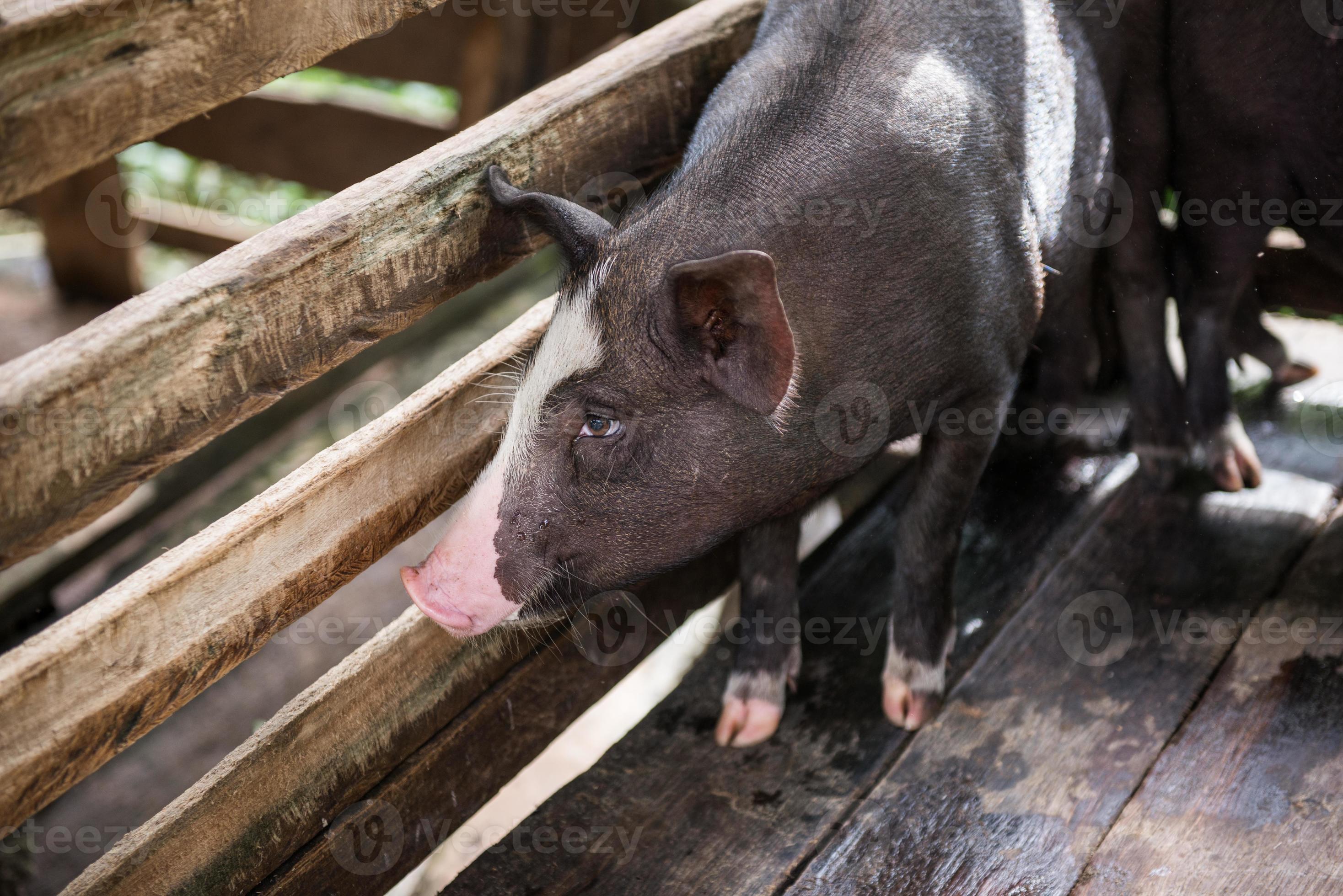 young dirty pigs in pig farm 21977726 Stock Photo at Vecteezy