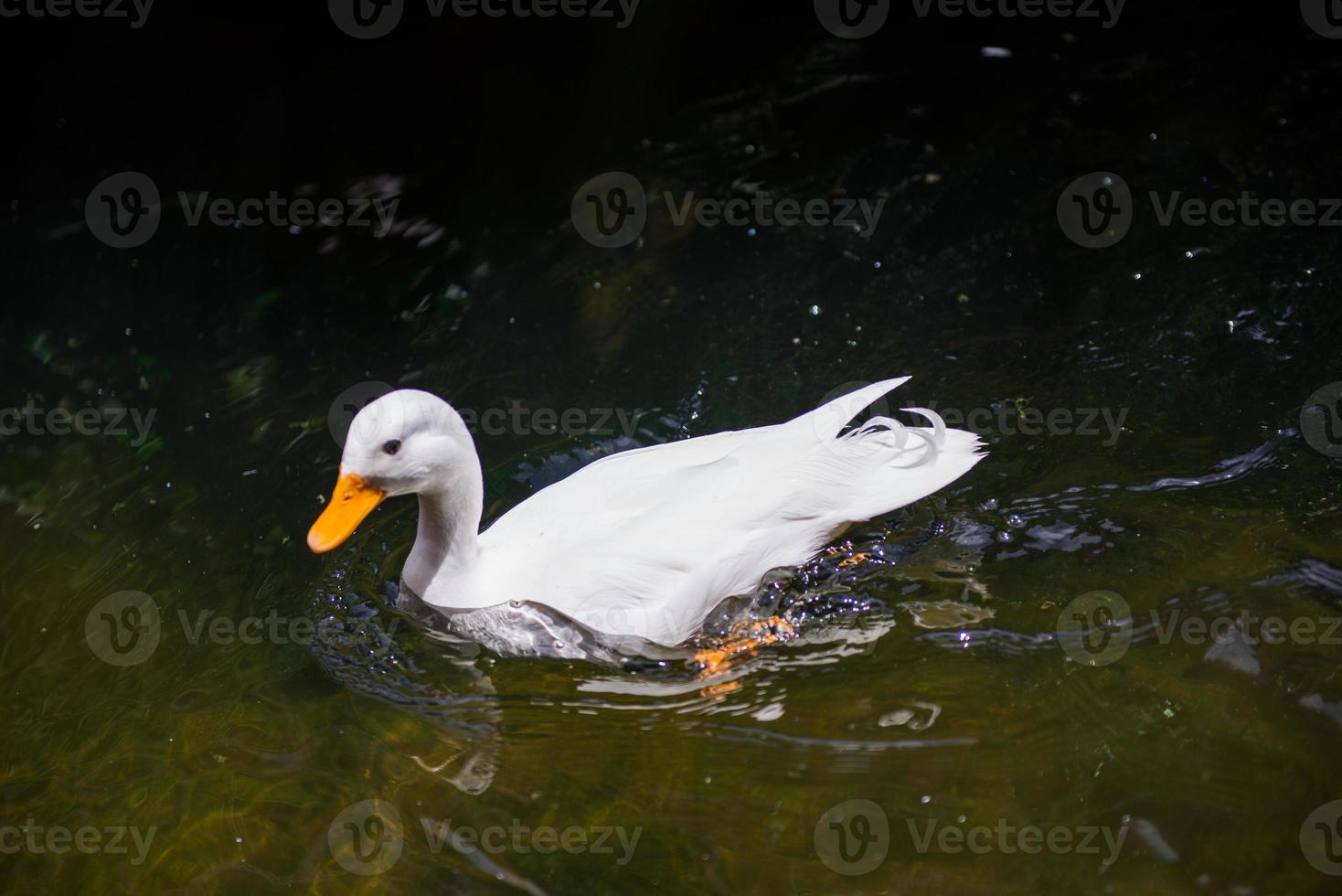 White duck in the pond photo